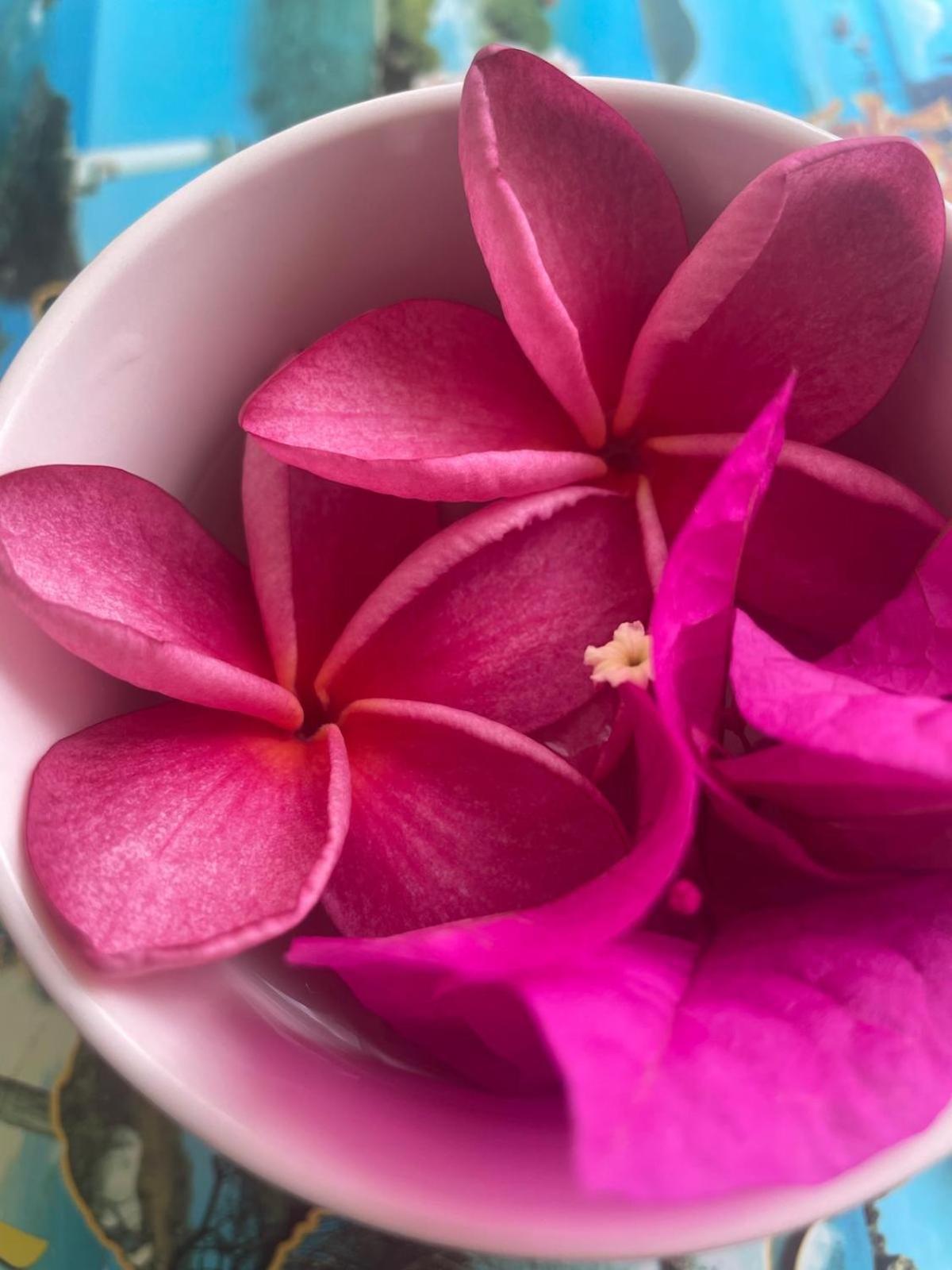 Studio Hibiscus Anse Des Rochers Saint Francois Eksteriør billede